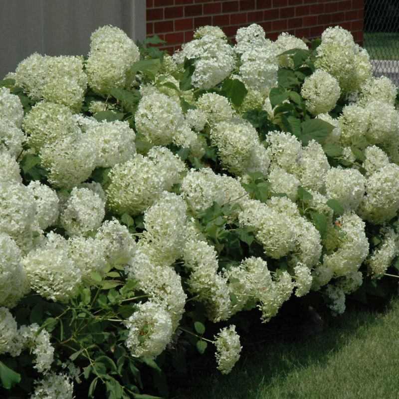 Hydrangea - Annabelle - #2
