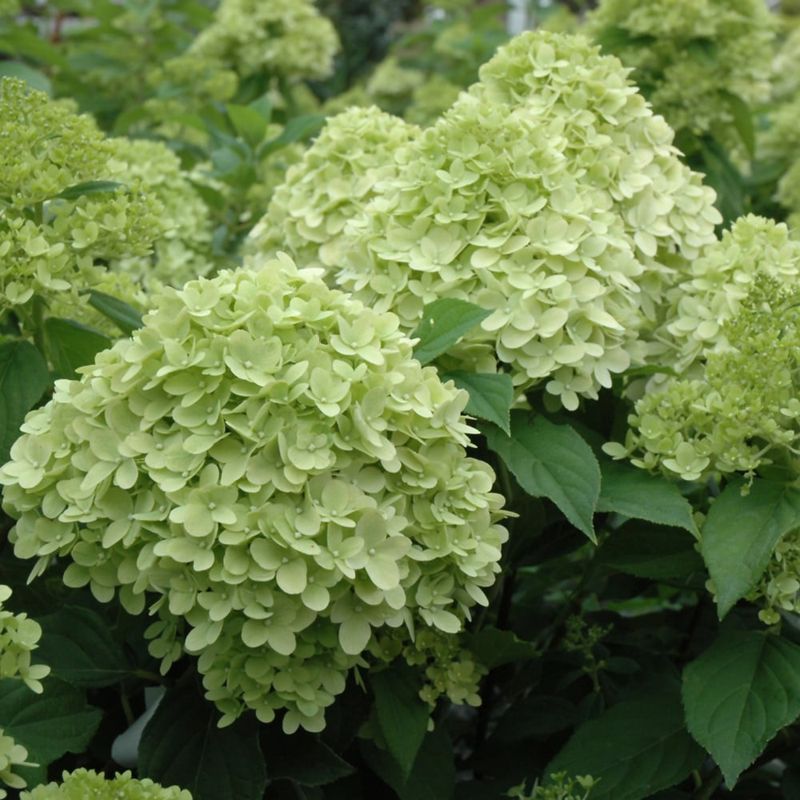 Hydrangea - Limelight Prime - 8&quot;