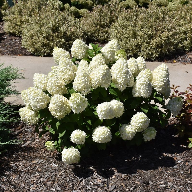 Hydrangea - Little Lime Punch - 8"