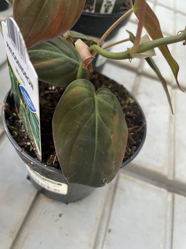 Philodendron Micans - 10cm