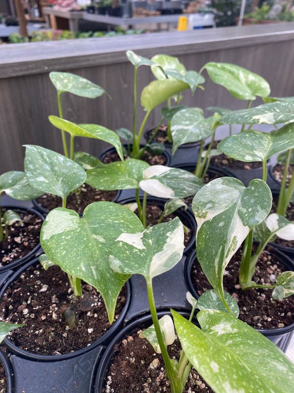 Monstera Thai Constellation - 4"