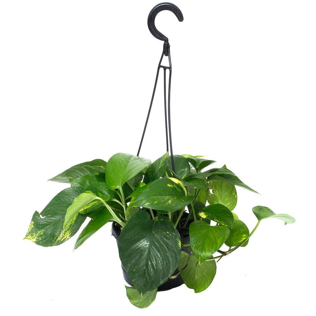 Pothos Golden HB - 6"