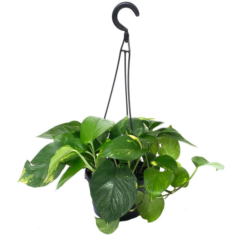Pothos Golden HB - 6"