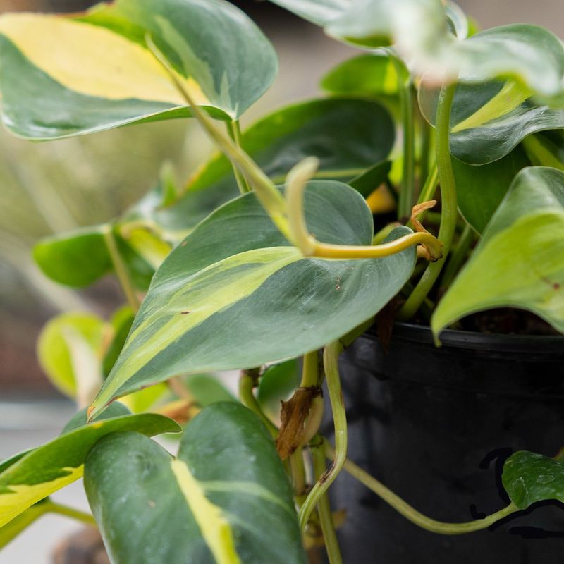 Philodendron Brasil - 4"