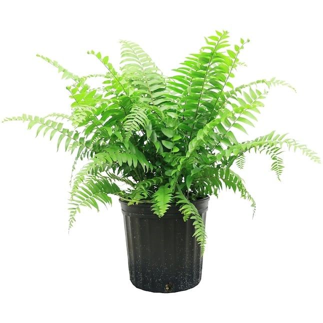 Macho Fern - 10"