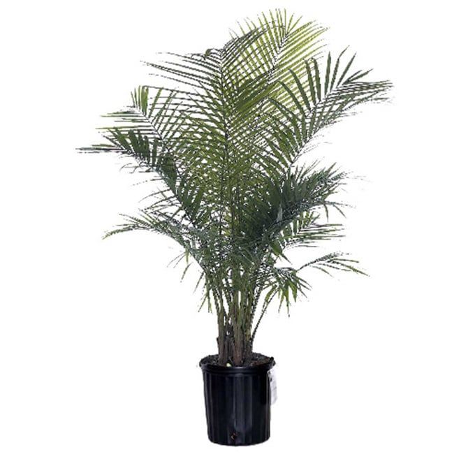 Majesty Palm (Ravenea spp) - 10"