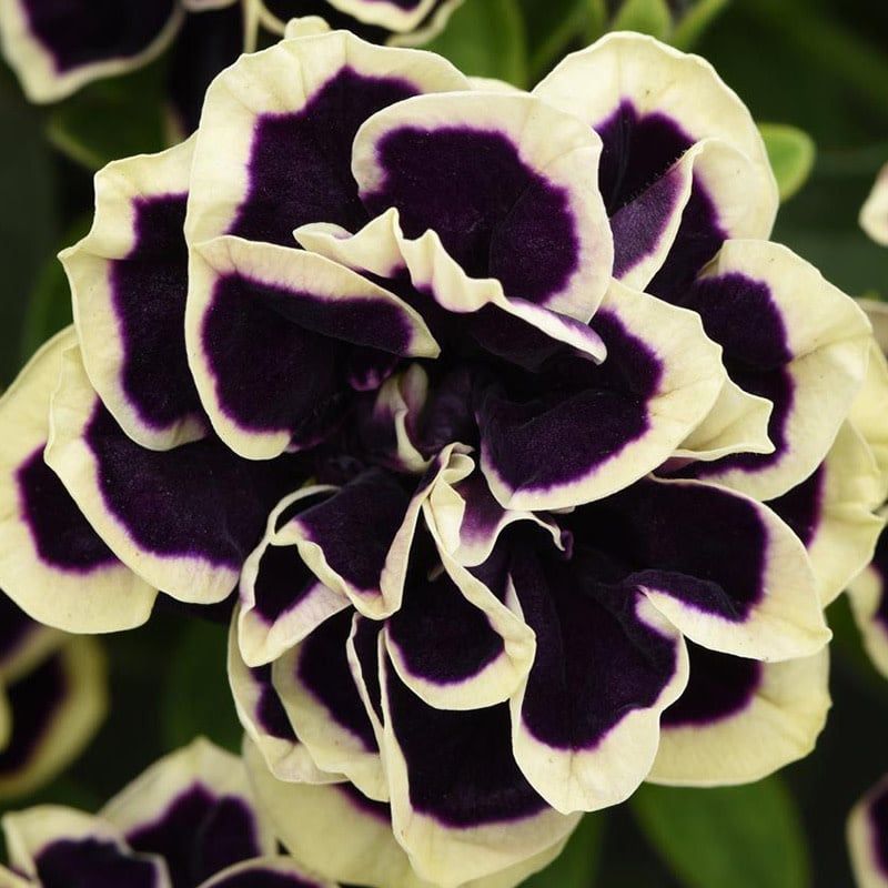 Petunia - Jewel Midnight Gold