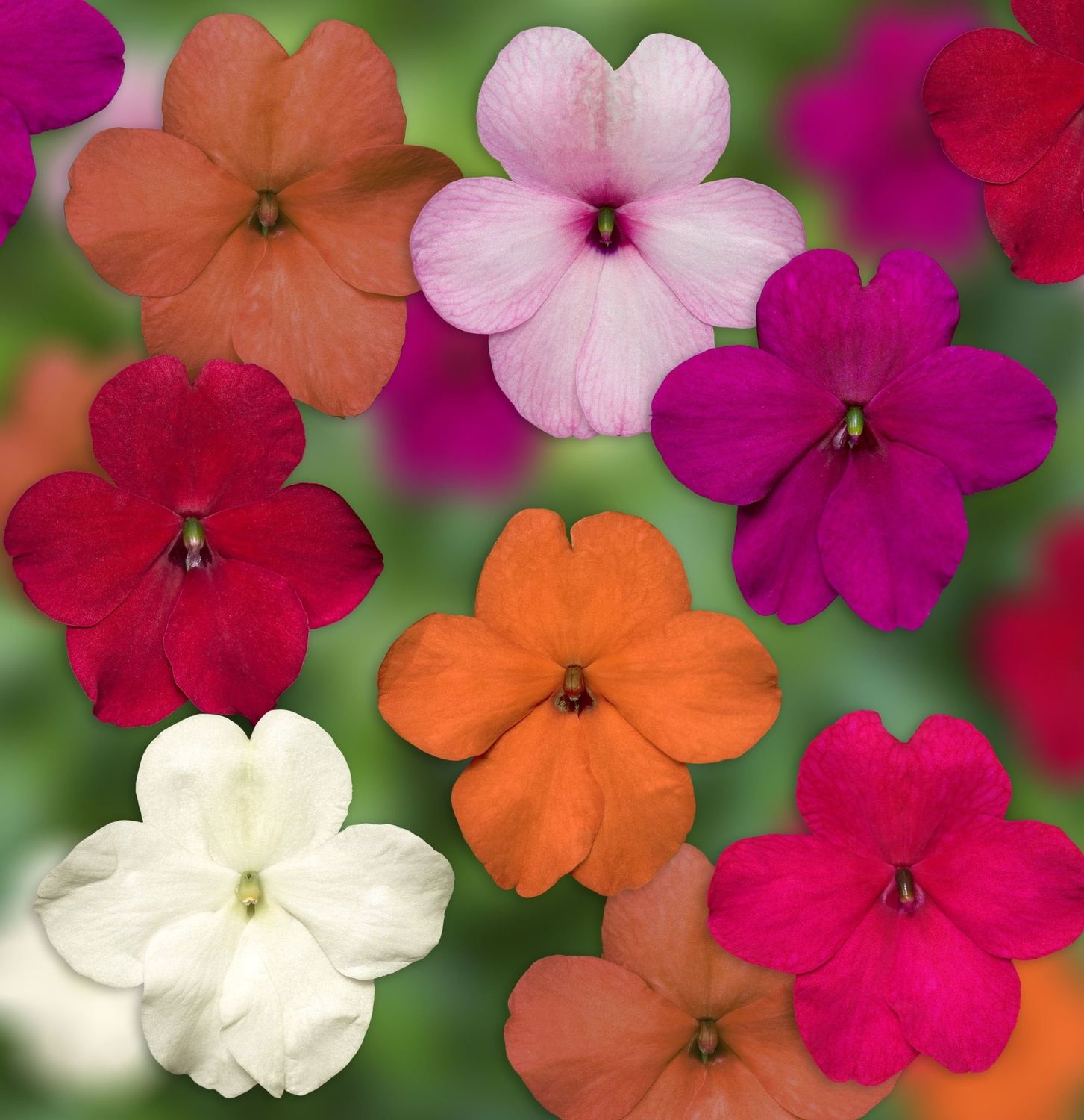 Mixed Imara Impatiens XDR 5480
