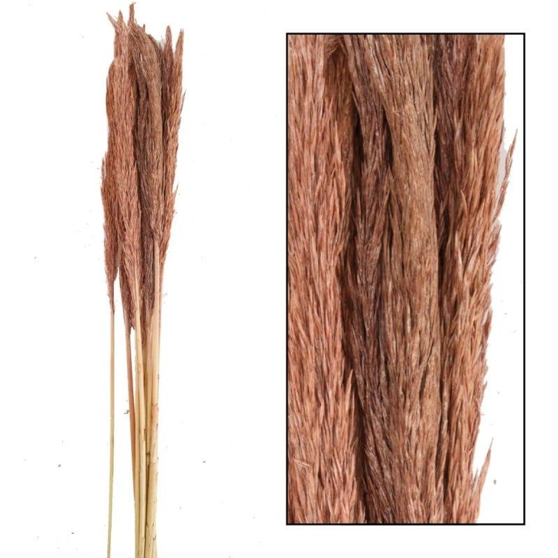 Grass Plume Len, Color: Old Pink