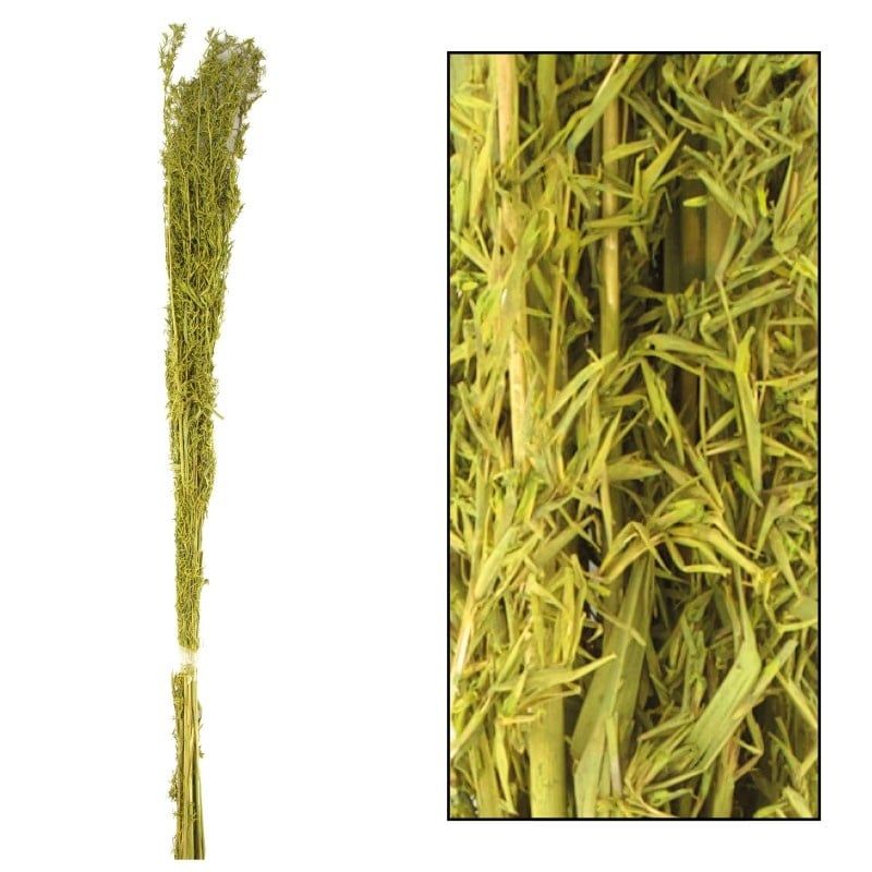 Alfonso Grass - 60-80cm, Color: Olive, Size: 100gr