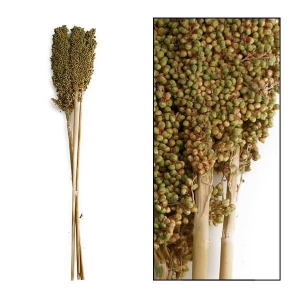 Corn - 3pc, Color: Mossgreen, Size: 75cm