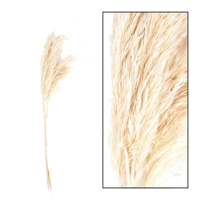 Pampas Grass - Jaxx 65-75cm 6pc, Color: Natural