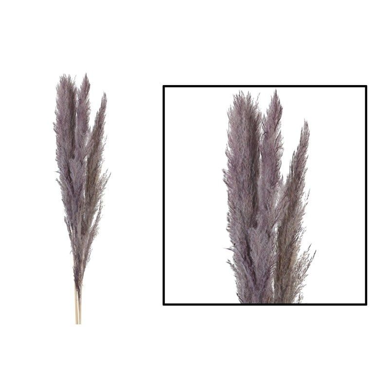Pampas Grass Mace 115-117cm, Color: Light Purple