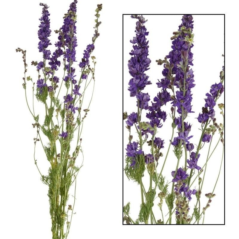 Delphinium, Color: Light Blue