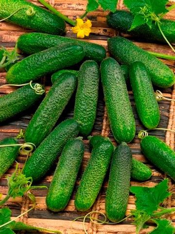 Corentine Hybrid Cucumber Seeds (Pickling Type) 1617