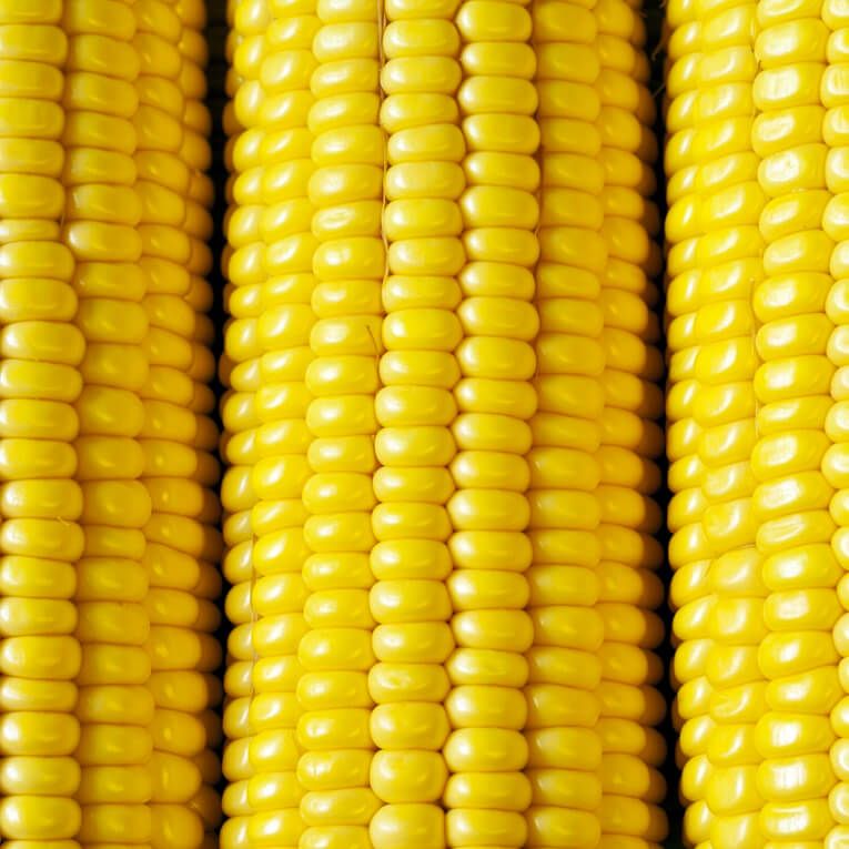 Sunnyvee Sweet Corn Seeds (&#39;SU&#39; Yellow Type) 1525, Size: Regular