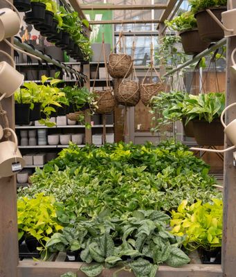 Plants