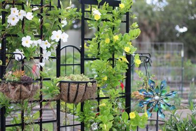 Trellises