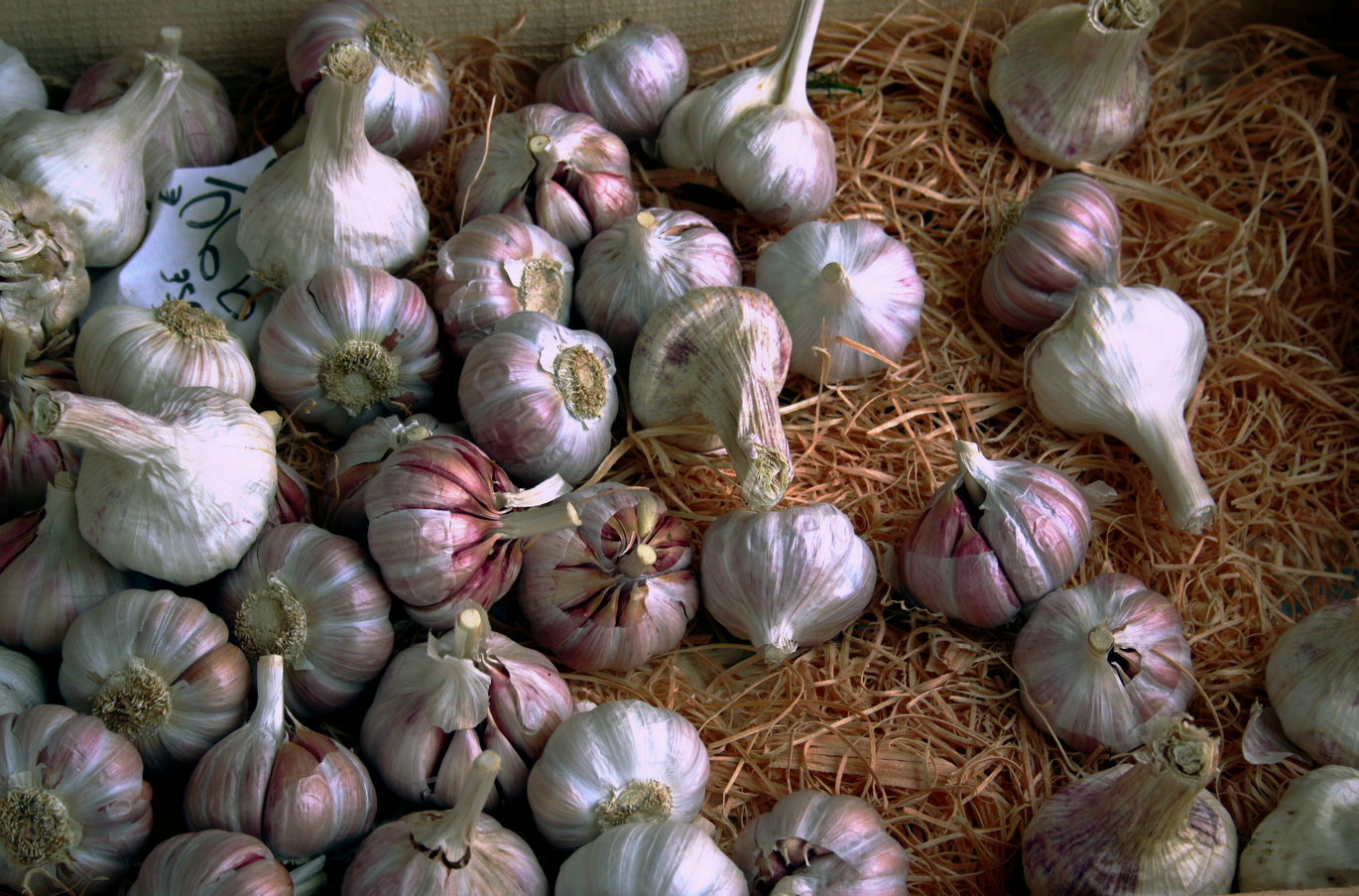 Garlic - Purple Stripe - Pack of 3