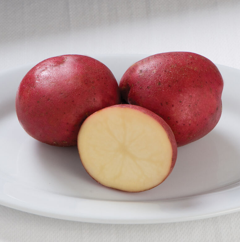 Seed Potato - Sangre - Organic - 500g
