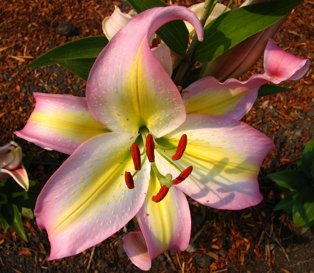 Lily - Oriental Captain Tricolore