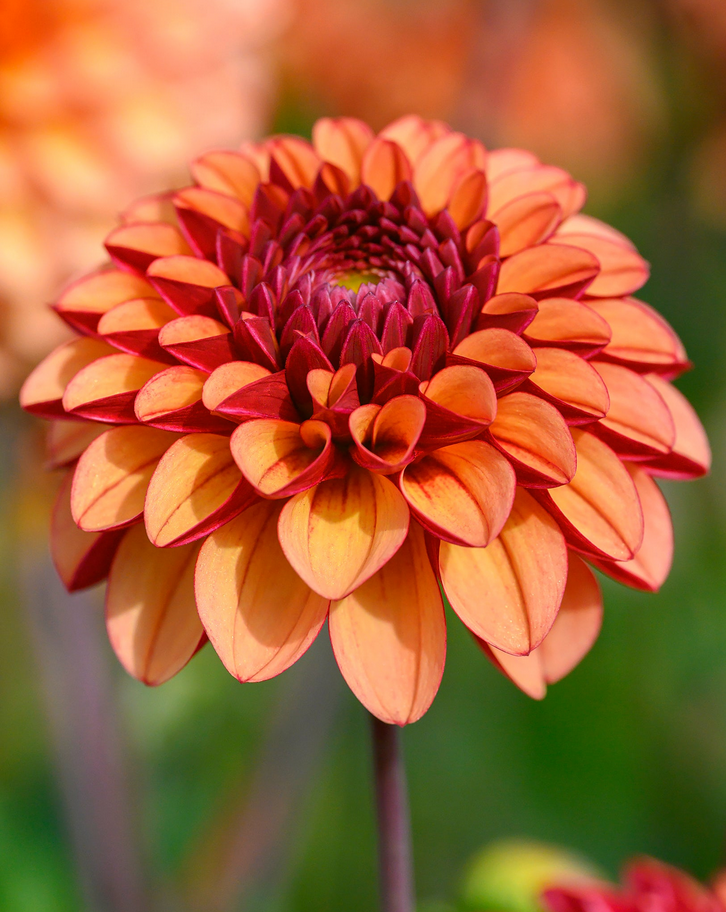 Dahlia - High Fidelity Premium