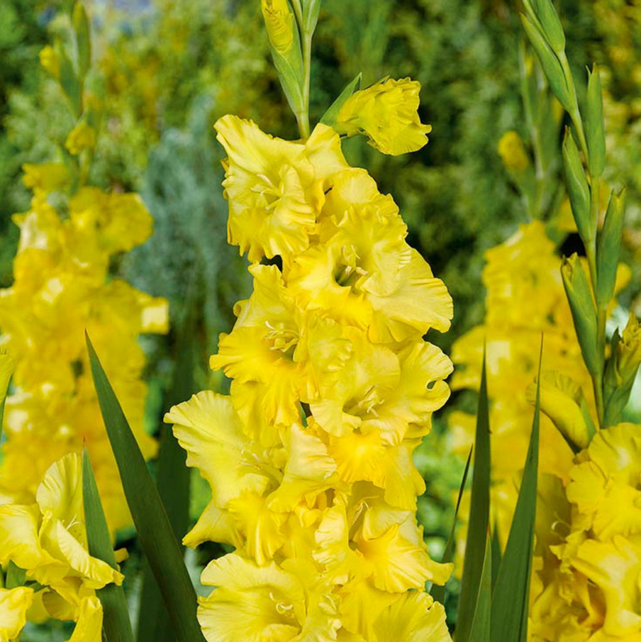 Gladiolus - Nova Lux - Pack of 8
