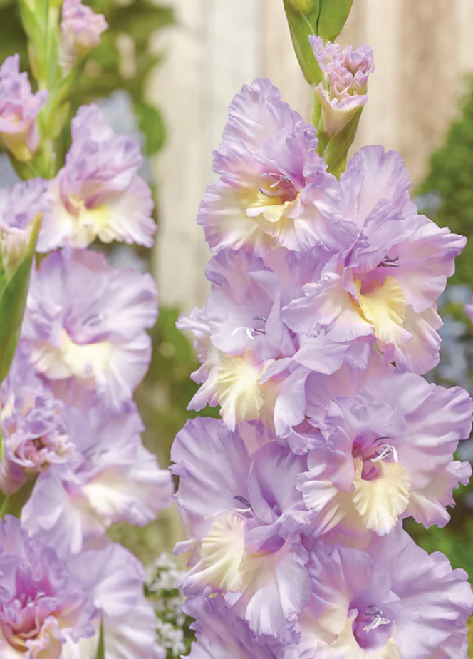 Gladiolus - Rippling Waters - Pack of 8