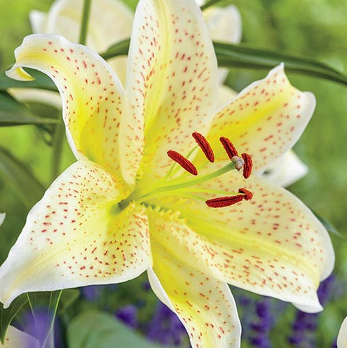 Lily - Oriental Tiger Moon