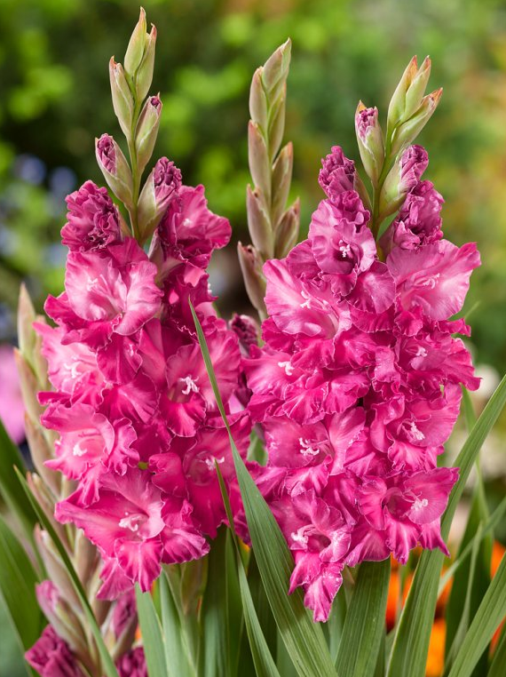 Gladiolus - Strawberry Swirl - Pack of 8