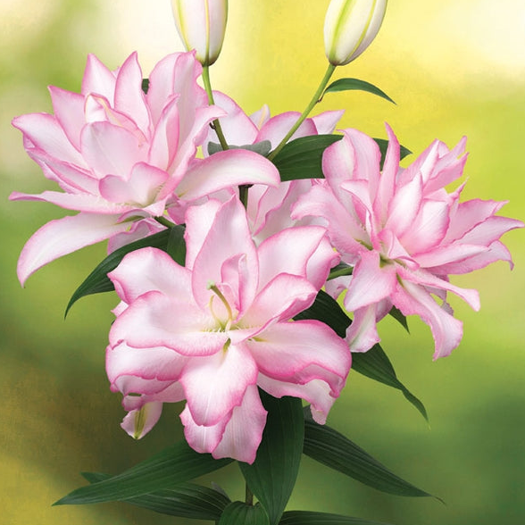Lily - Double Oriental Roselily Anouska
