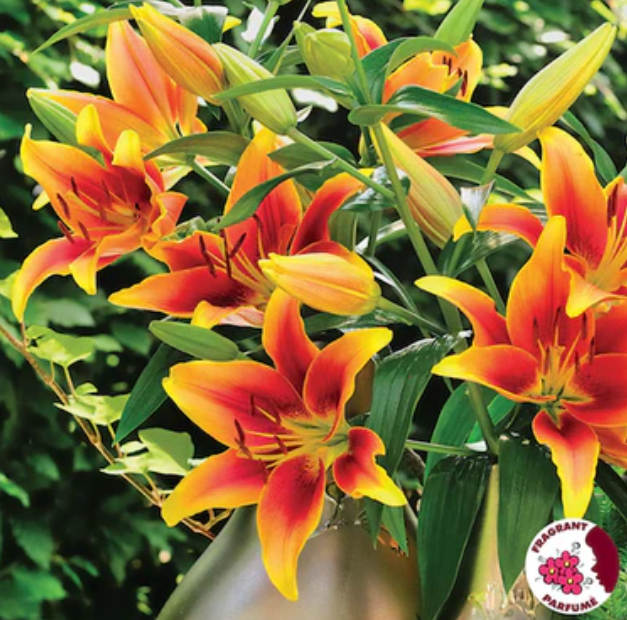 Lily - Novelty Kaveri