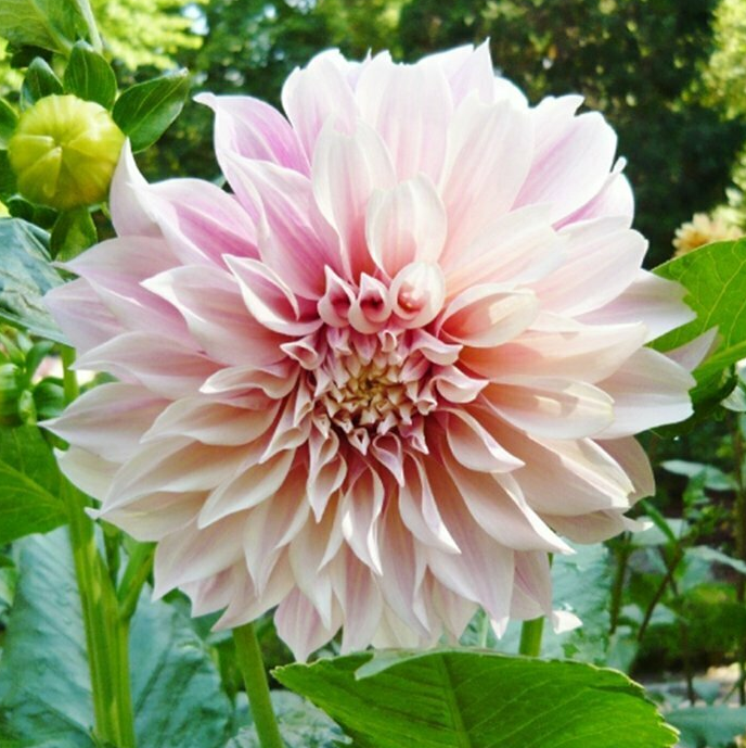 Dahlia - Dinnerplate Cafe au Lait