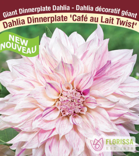 Dahlia - Dinnerplate Cafe au Lait Twist