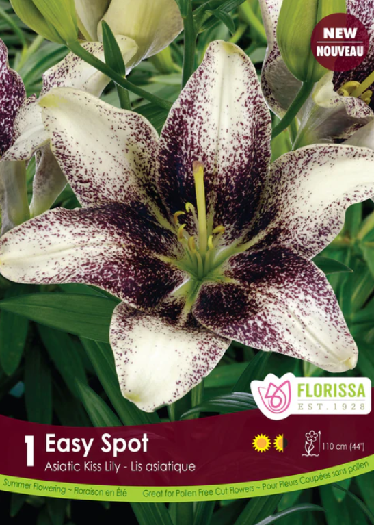 Lily - Kiss Easy Spot