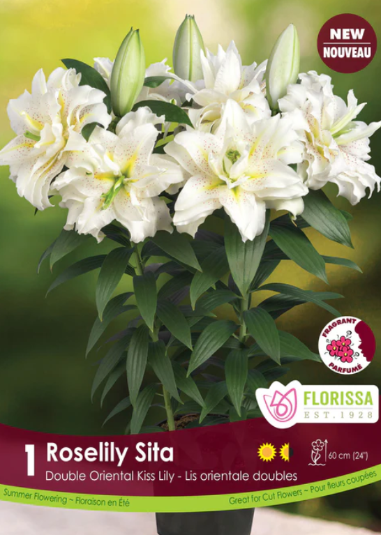 Lily - Double Oriental Roselily Sita