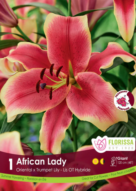 Lily - Oriental Tiger Hybrid African Lady