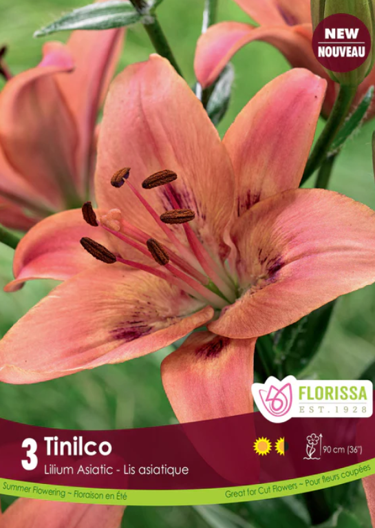 Lily - Asiatic Tinilco - Pack of 3