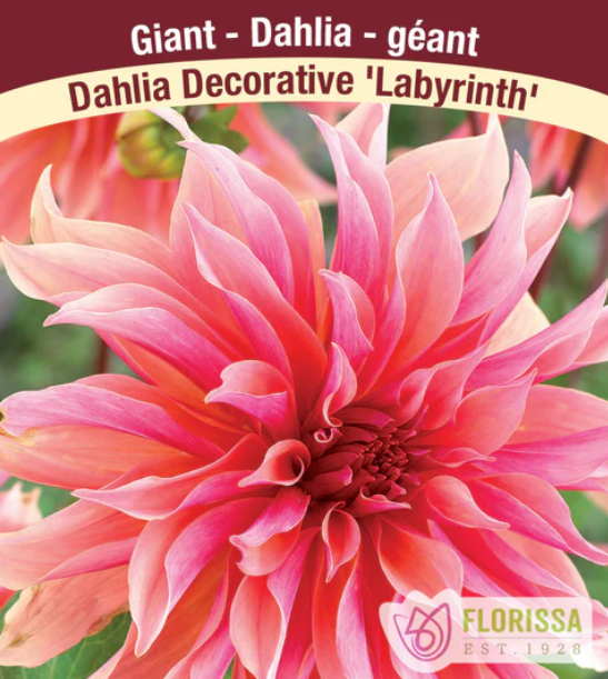 Dahlia - Dinnerplate Labyrinth