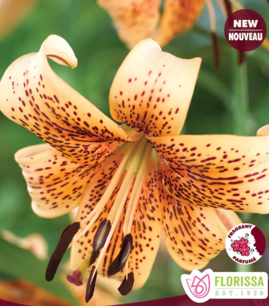 Lily - Tiger Tiger Babies