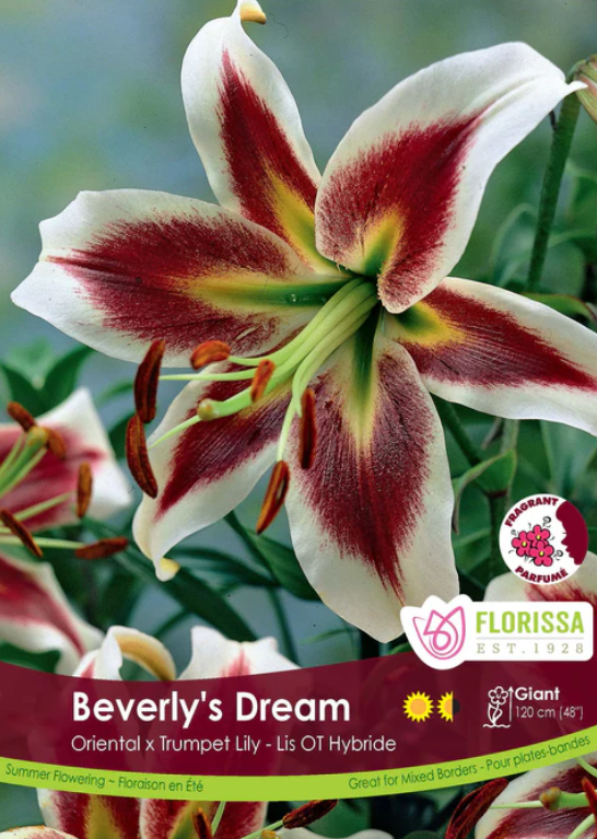 Lily - Oriental Tiger Hybrid Beverly's Dream