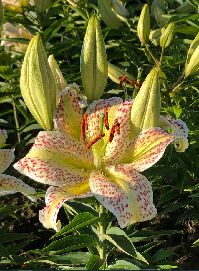 Lily - Oriental Tiger Hybrid Rising Moon