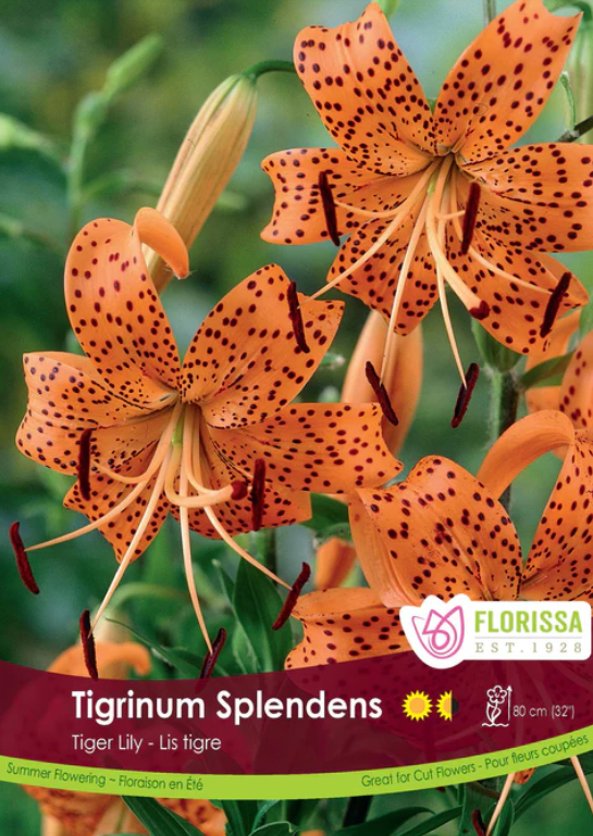 Lily - Tiger Tigrinum Splendens