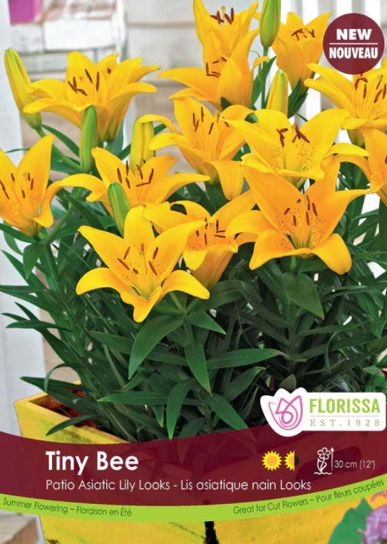 Lily - Pot Tiny Bee - Pack of 3