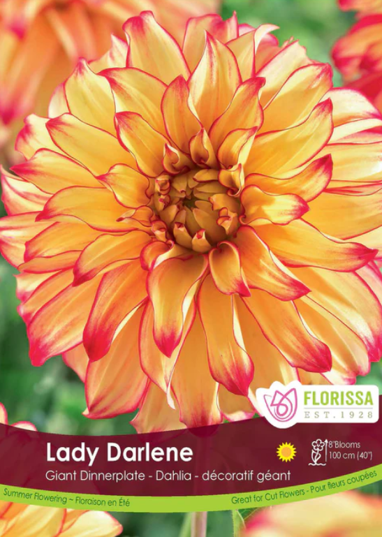 Dahlia - Dinnerplate Lady Darlene
