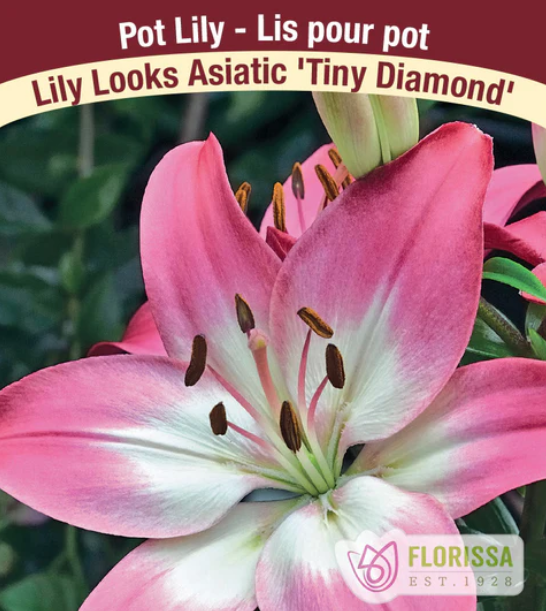 Lily - Pot Tiny Diamond - Pack of 3