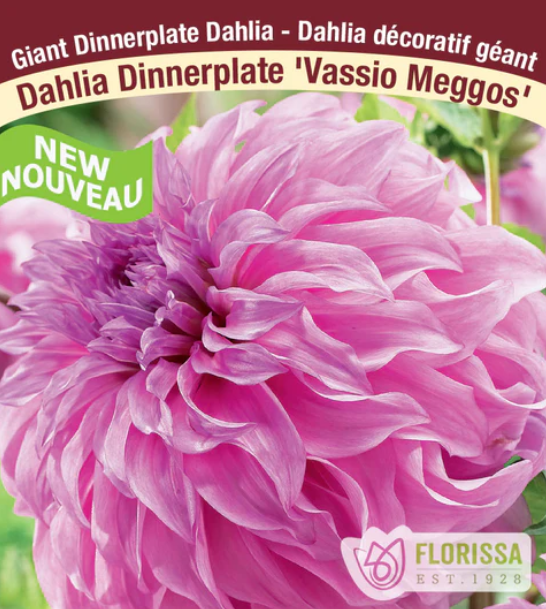 Dahlia - Dinnerplate Vassio Meggos