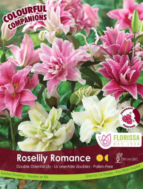 Lily - Double Oriental Roselily Romance Mix - Pack of 2