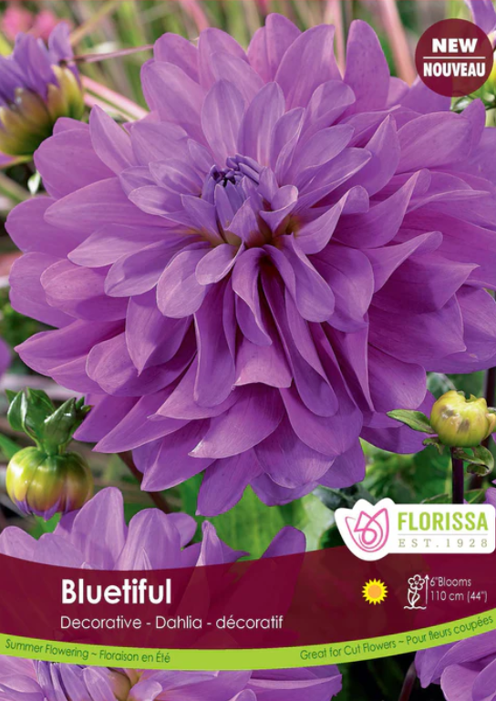 Dahlia - Bluetiful