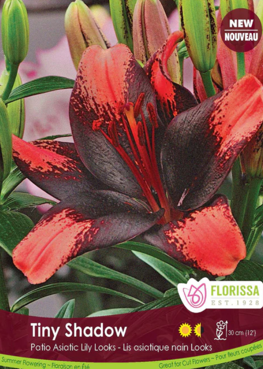 Lily - Pot Tiny Shadow - Pack of 3